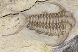 Rare, Gabriceraurus Trilobite Fossil - Wisconsin #161712-6